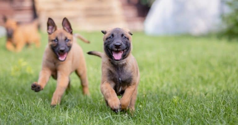 Belgian Malinois Growth Chart | Belgian Malinois Puppy Weight