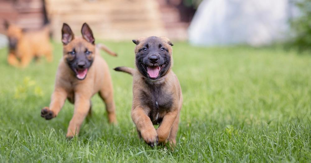 When Do Belgian Malinois Stop Growing