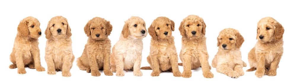 goldendoodle age progression