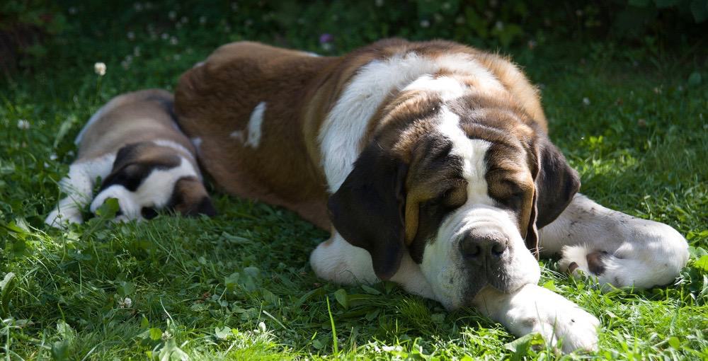 When Do Saint Bernards Stop Growing