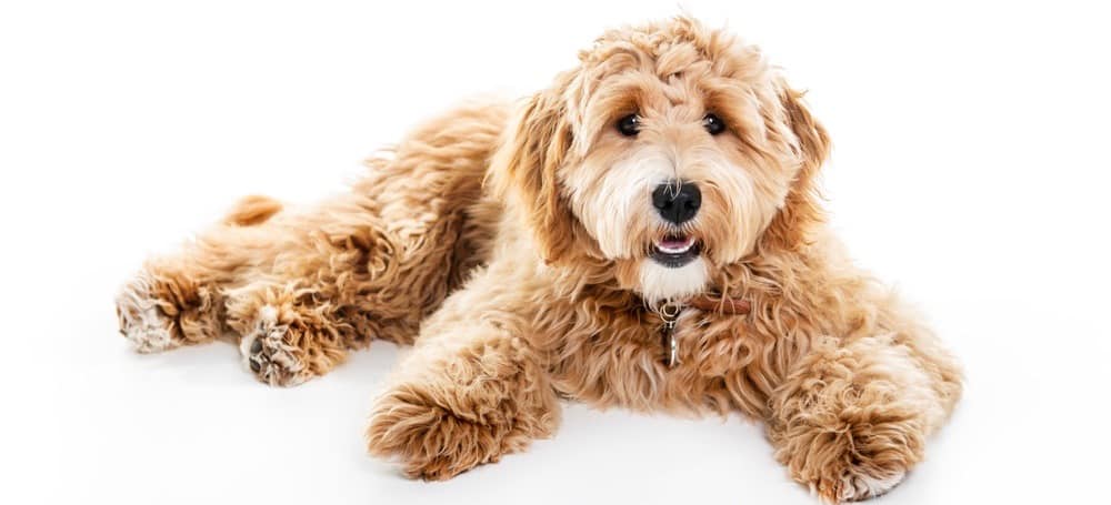  när är en Goldendoodle fullvuxen 