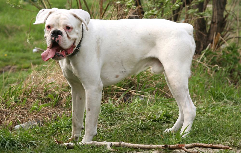 american bulldog vs boxer whats the difference