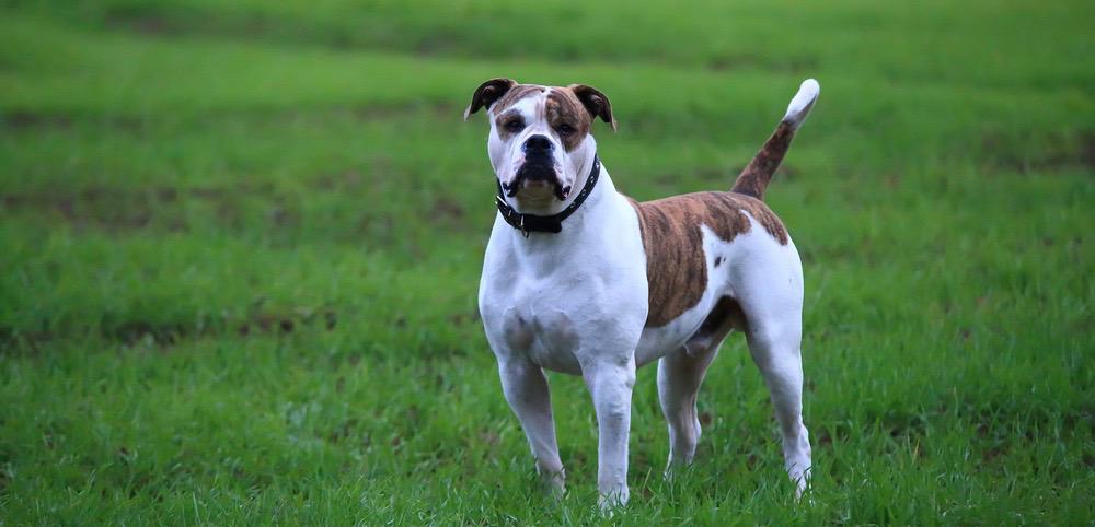 American Bulldog History