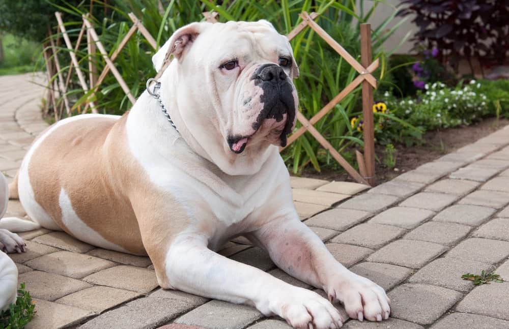 American Bulldog Size