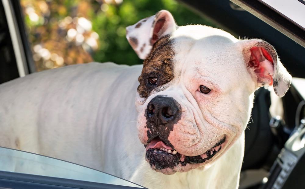 American Bulldog Temperament