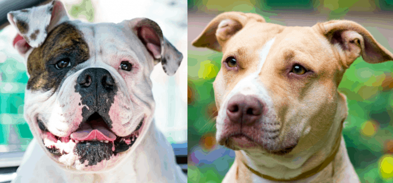 American Bulldog vs Pitbull – Breed Comparison