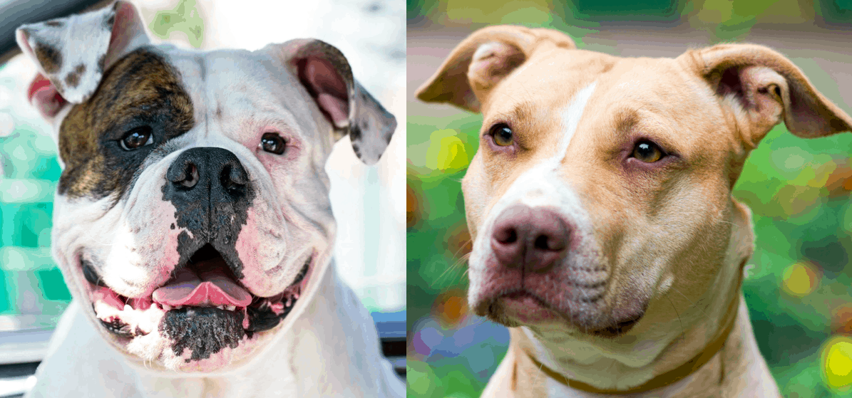 whats the difference between an american bulldog and a pitbull