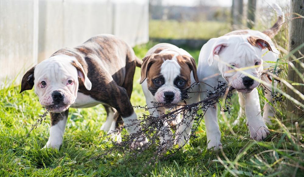 American Bulldogs Temperament