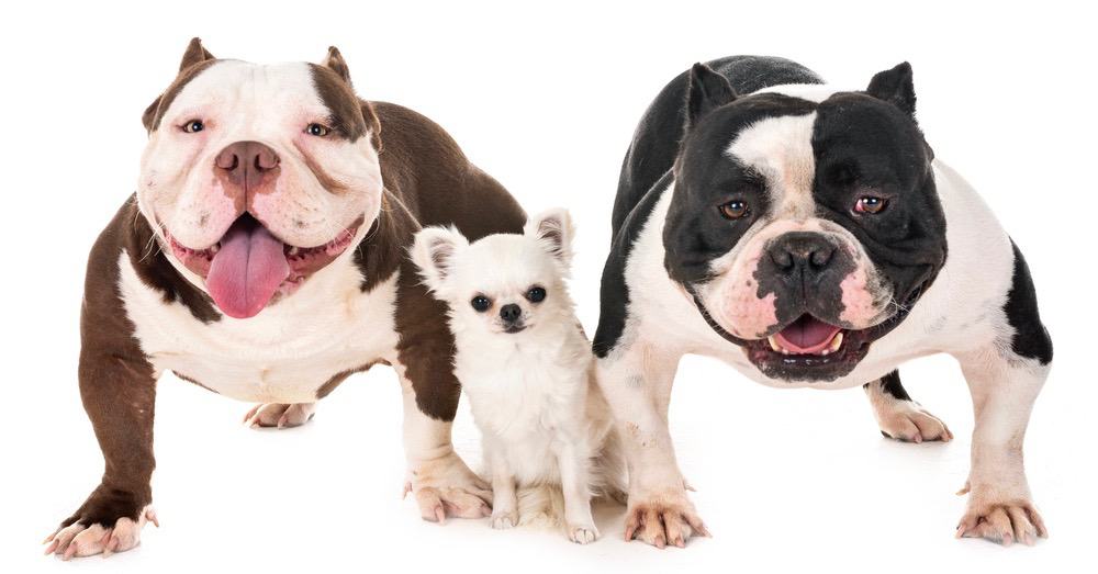 American Bully vs American Bulldog: What Are The Differences