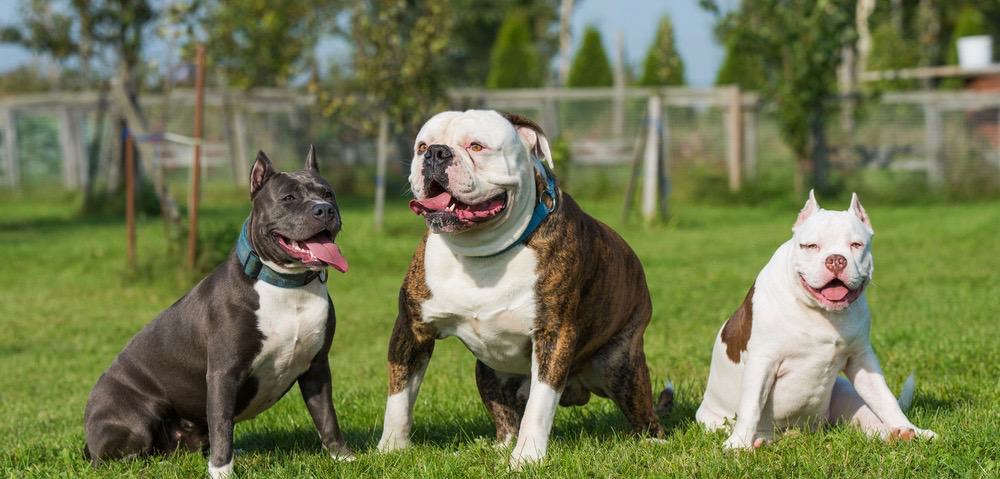 American_Bullies_vs_American_Bulldogs