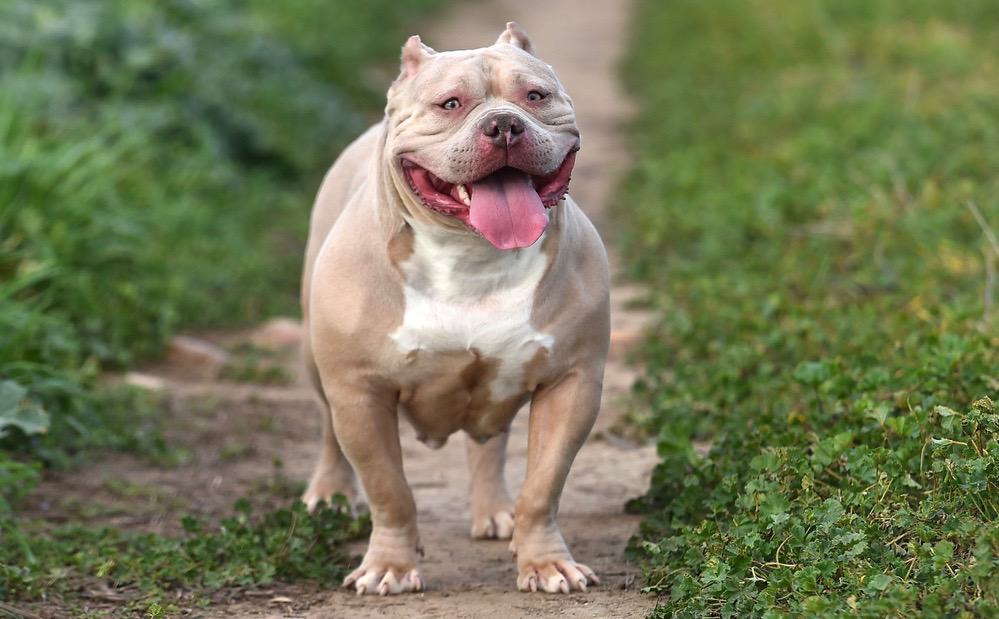 American Bully Exercise