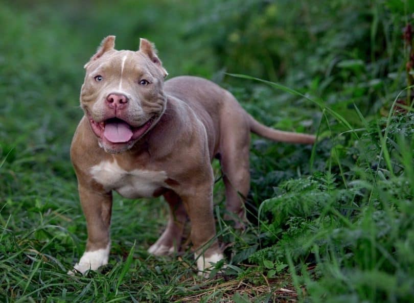 Great American Bulldog Vs American Bully of the decade The ultimate guide 