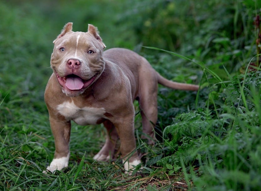 does the american bulldog love children