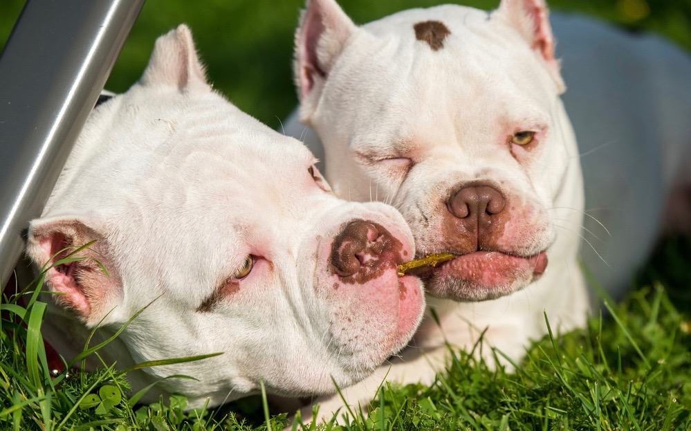 American Bully Temperament