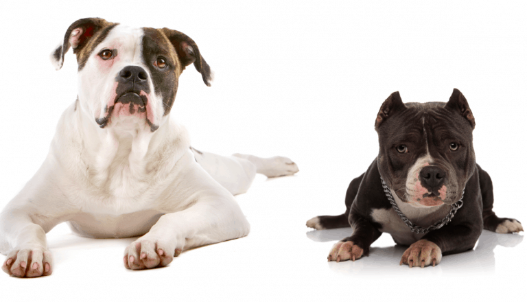 American Bully vs American Bulldog – Breed Comparison
