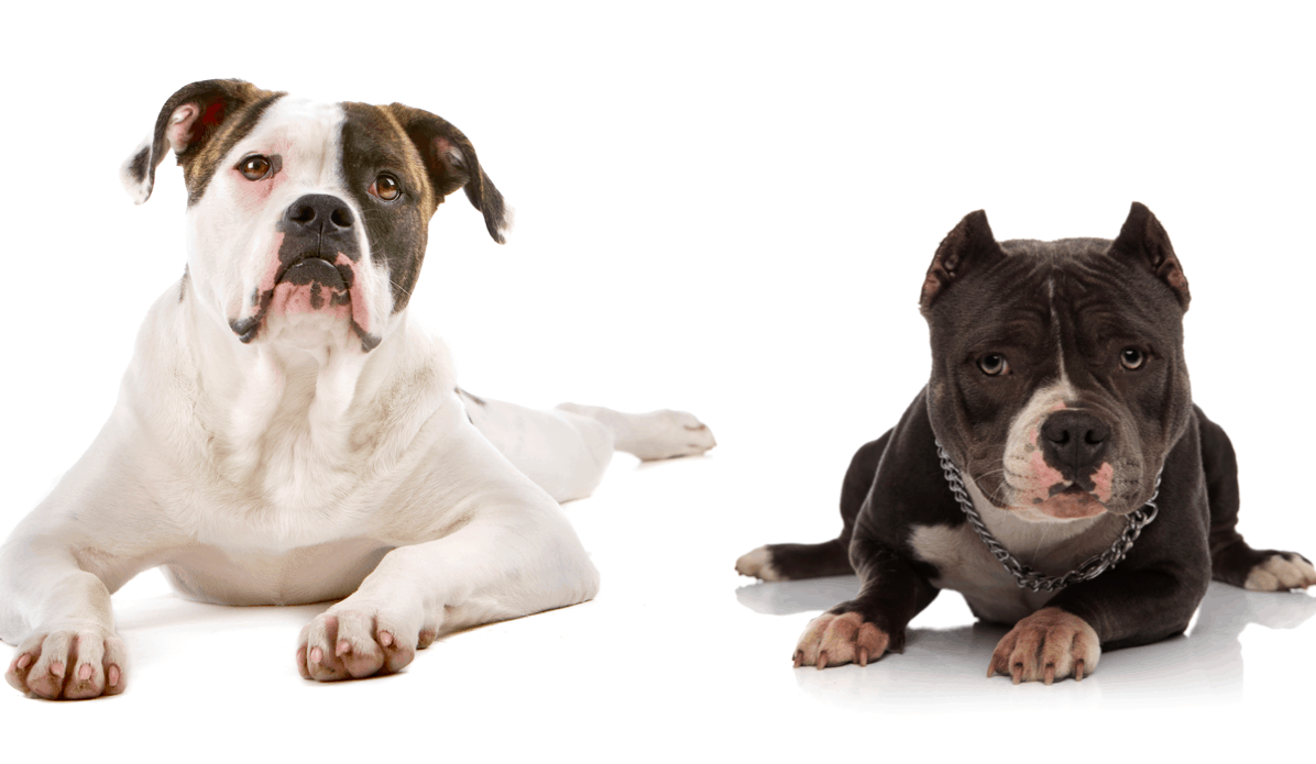 American Bully vs American Bulldog: What Are The Differences