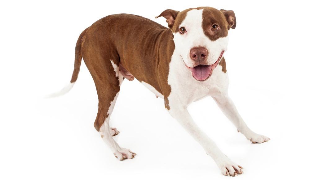 American Pitbull Terrier