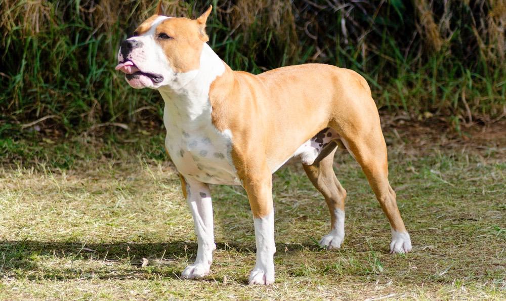 Amerikansk Staffordshire Terrier øre beskæring