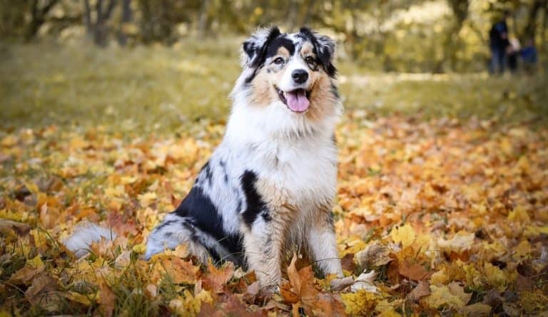 Border Collie vs Australian Shepherd | Breed Comparison