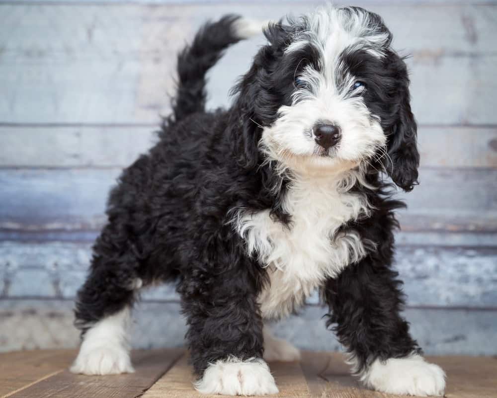 Bernedoodle Development