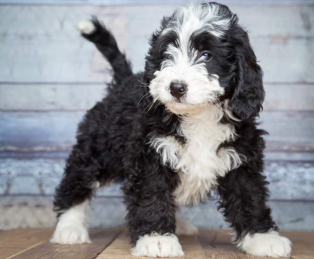 Bernedoodle Growth Chart