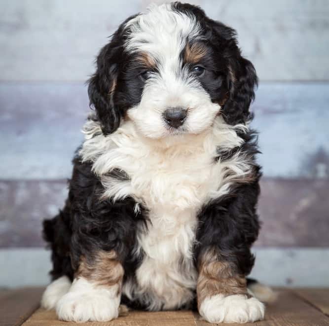 Bernedoodle Growth Chart Weight & Size Chart