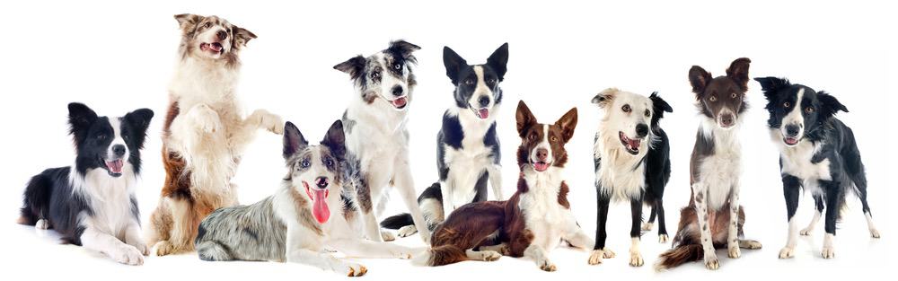 Border Collie Age