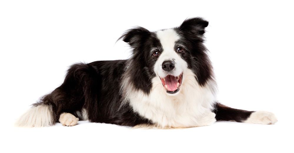 Border Collie Health