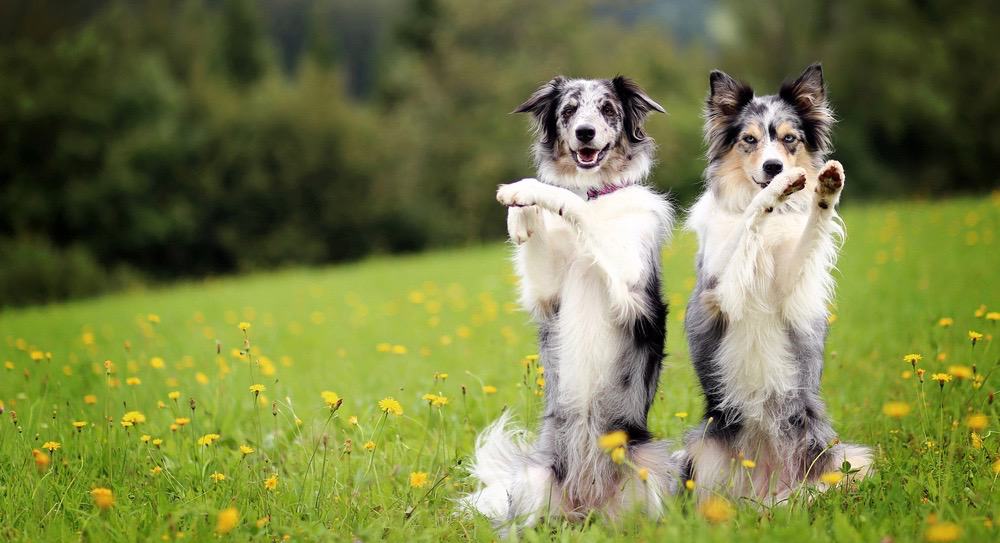 Border Collie Lifespan How Long Do Border Collies Live