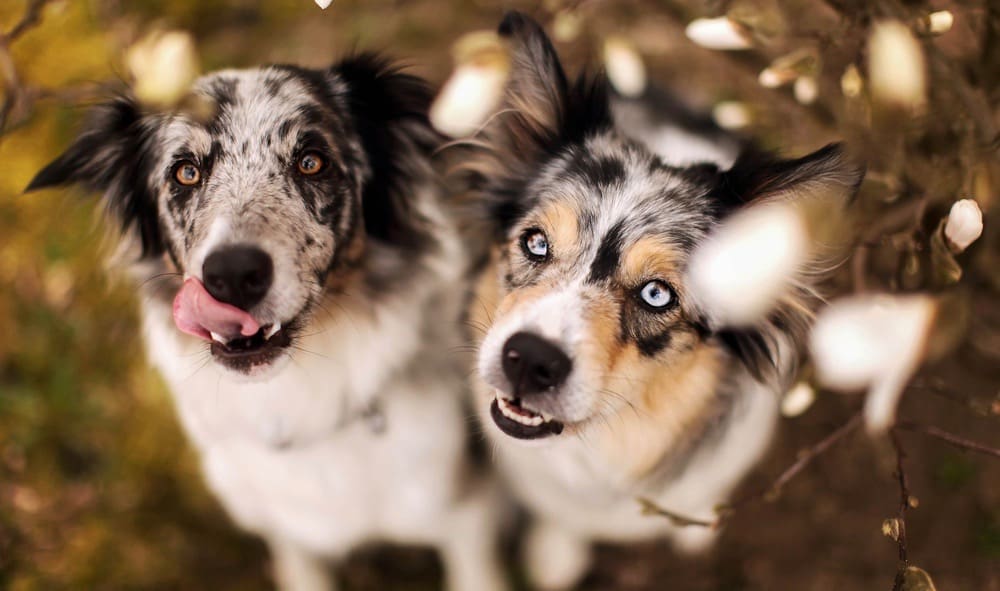 Border Collies Age