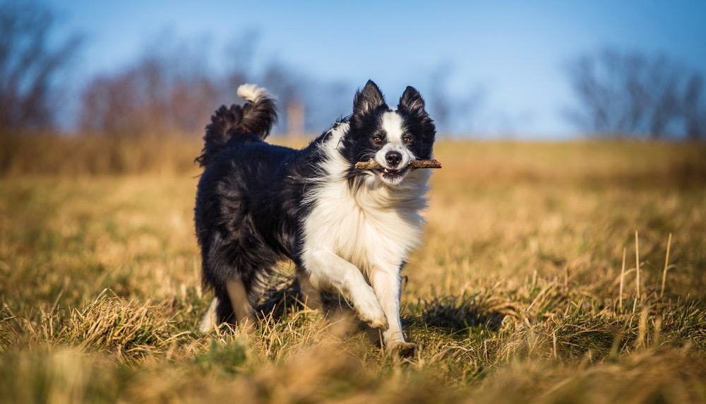 Border Collies Life Expectancy