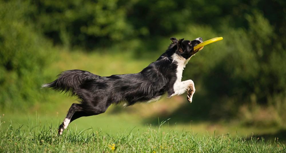 Border Collies Lifespan