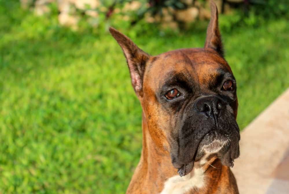 Boxer Ear Health