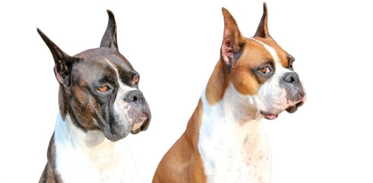 Boxer Ear Cropping | At What Age & Ear Cropping Styles