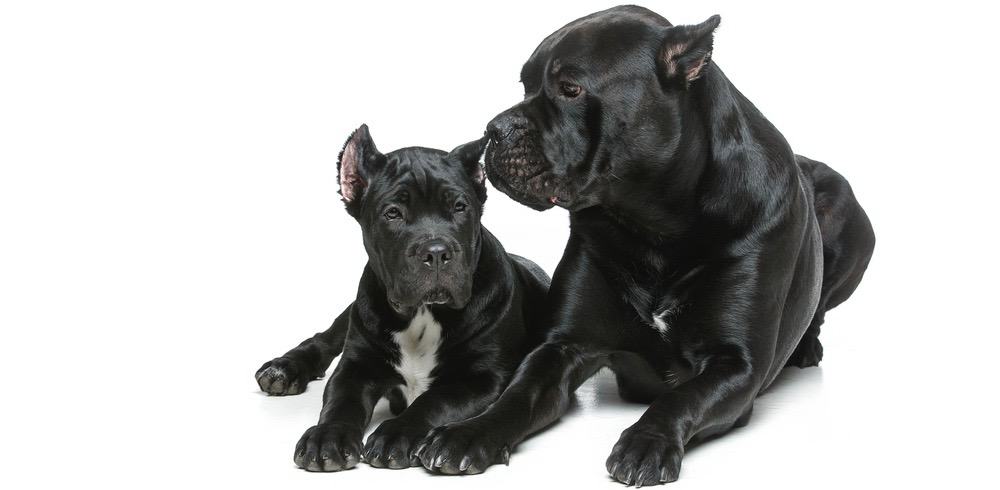 cane corso mastiff why do people cut their ears