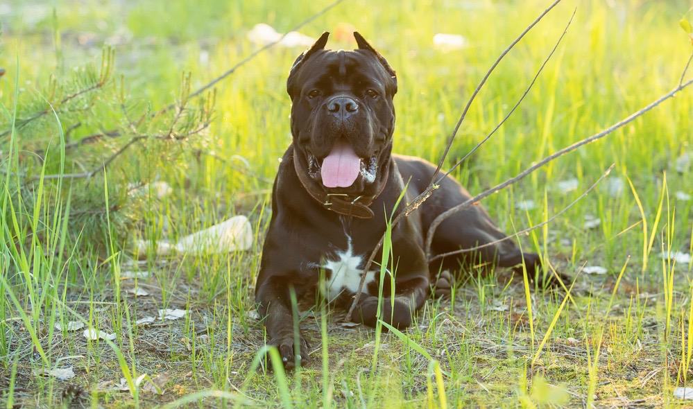 Cane Corso Ear Cropping At What Age & Ear Cropping Styles