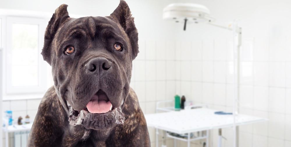 Cane Corso Ear Cropping After Care