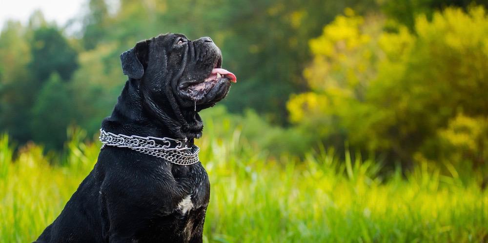 Cane Corso Ears