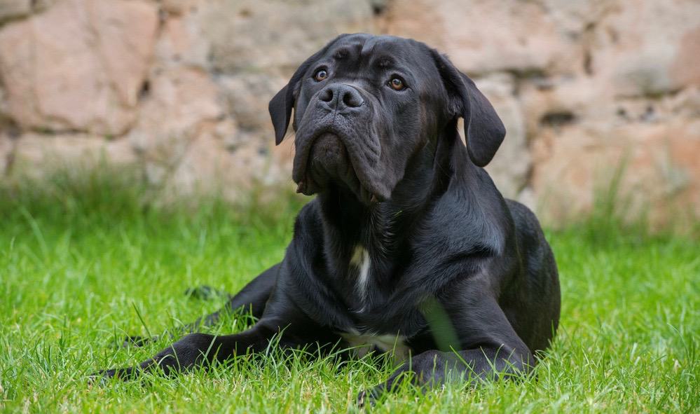 cane corso mastiff why do people cut their ears