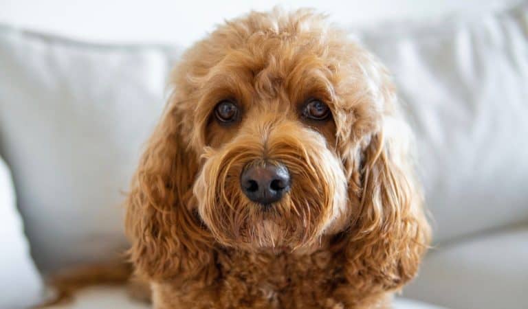 Cavapoo Growth Chart | Weight & Size Chart