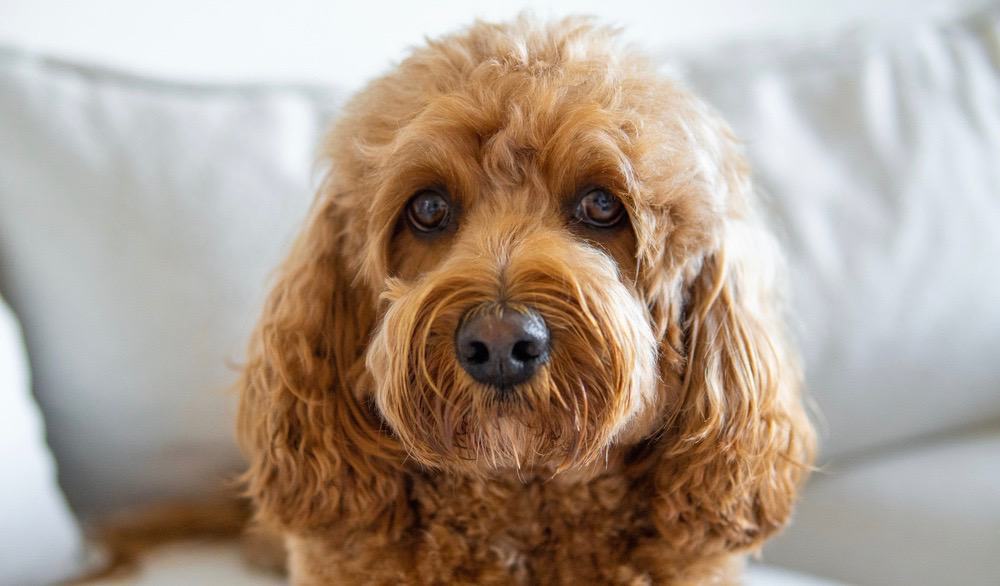 Cavapoo Growth Chart