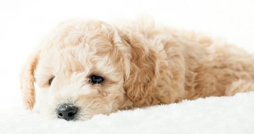 how many puppies are in a cavapoo litter