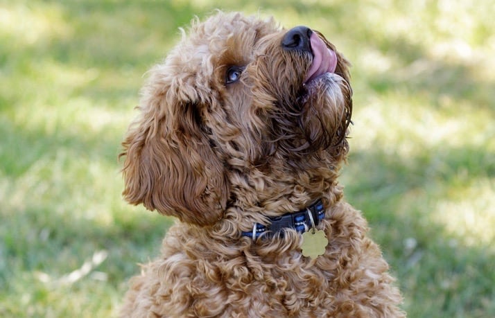 how much does a 8 week old toy poodle weigh