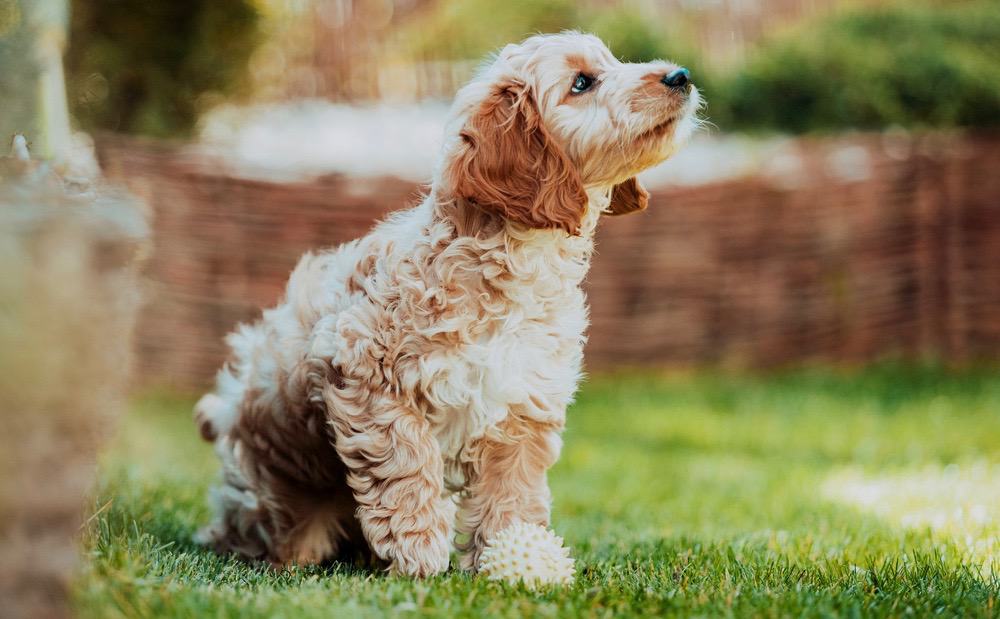 Cockapoo Grafico della Crescita