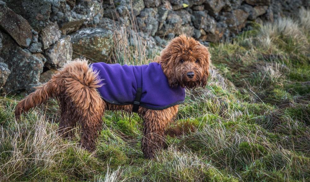 at what age does a cockapoo stop growing