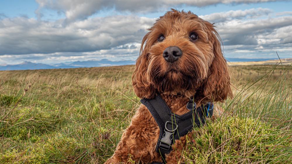 Gewichtskaart van Cockapoopuppy