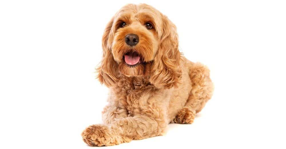 at what age does a cockapoo stop growing