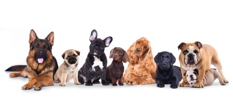 Puppy Growth Chart | Dog Weight Chart By Age And Breed