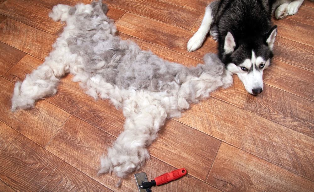 when do huskies shed their coat