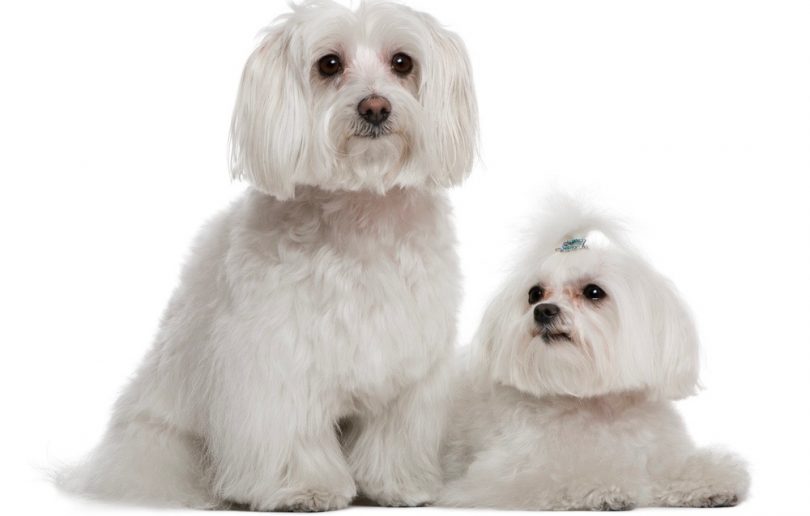Do Maltese Shed Maltese Shedding & Grooming
